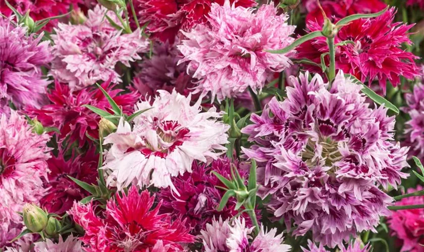 Dianthus chinensis 'Victoriana'