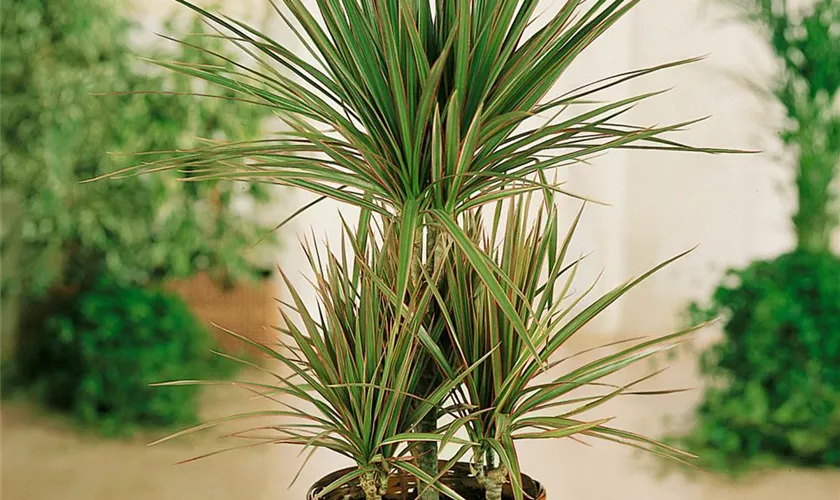 Dracaena marginata 'Tricolor'