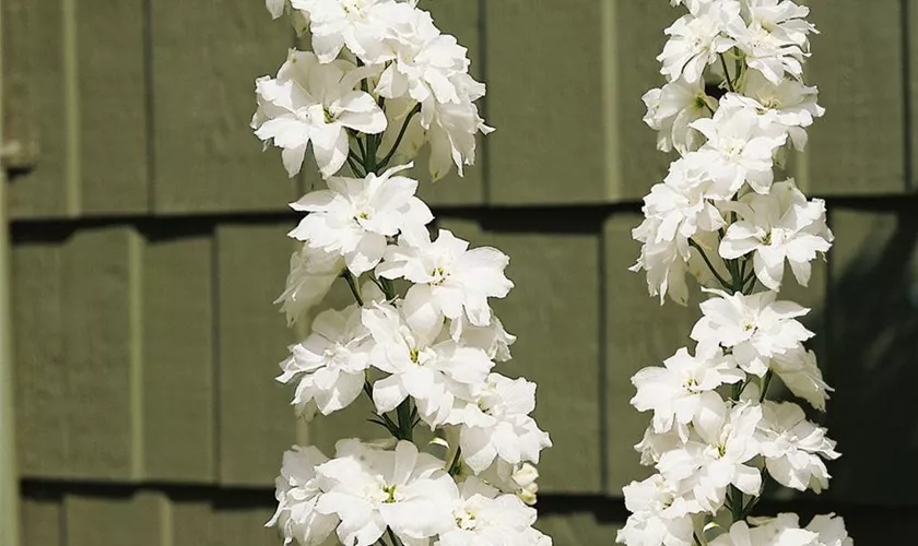 Delphinium x elatum 'Innocence'