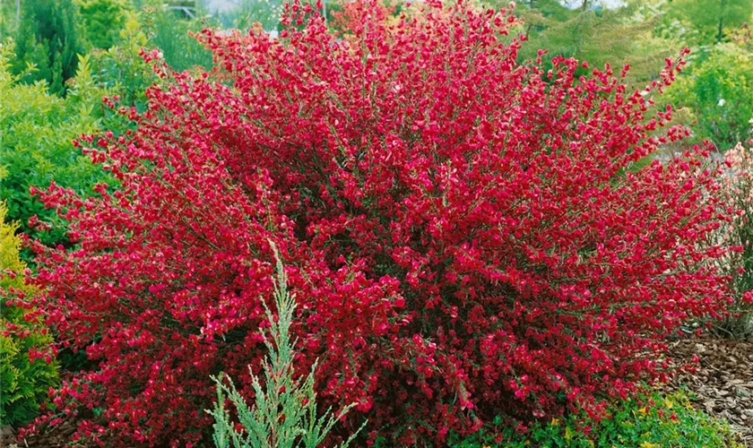 Edelginster 'Boskoop Ruby'