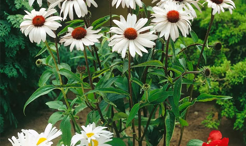 Scheinsonnenhut 'White Swan'