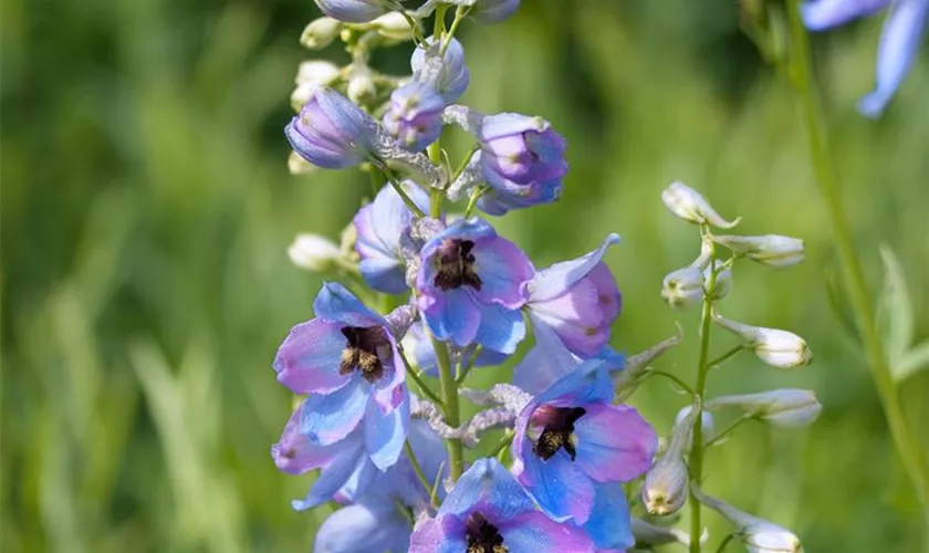 Delphinium x elatum 'Morgentau'