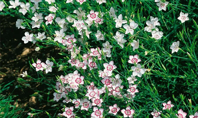 Garten-Heide-Nelke 'Arctic Fire'