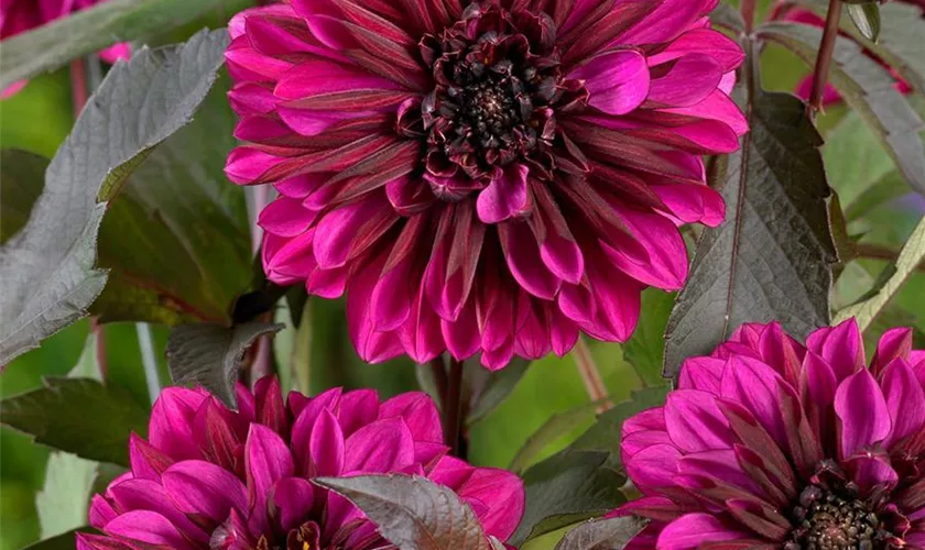 Dahlia 'Purple Haze'