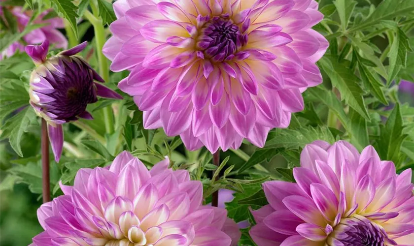 Dahlia 'Dear Love'