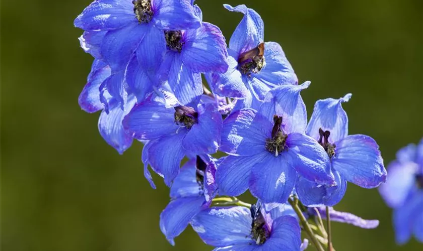 Delphinium x elatum 'Neptun'