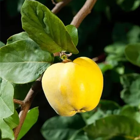 Cydonia oblonga 'Cydopom'