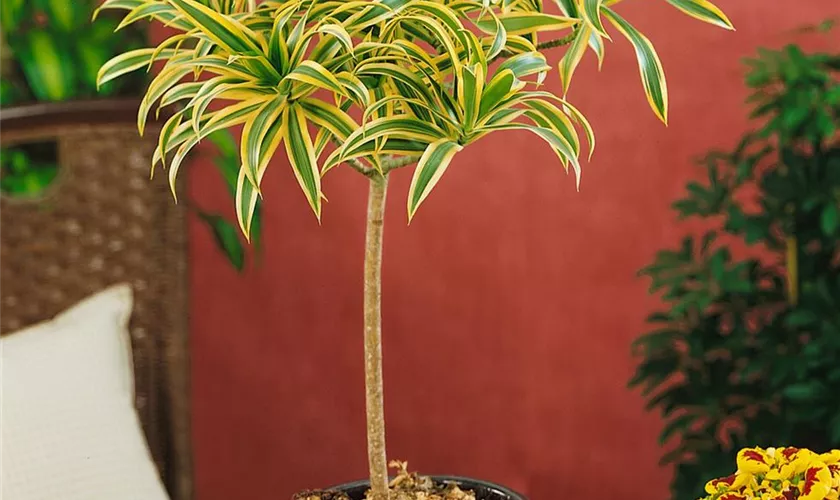 Dracaena reflexa 'Song of India'