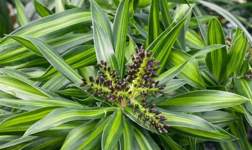 Dracaena reflexa 'Rikki'