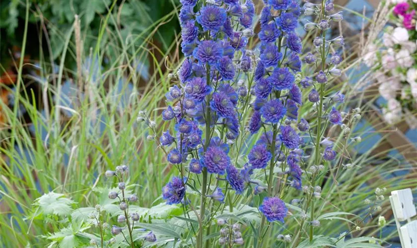 Delphinium x elatum 'Sweet Sensation'