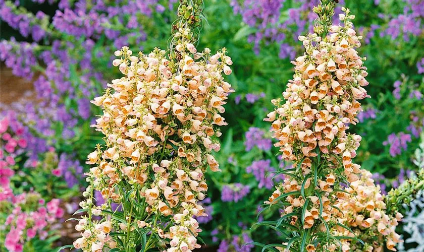 Digitalis ferruginea 'Gigantea'