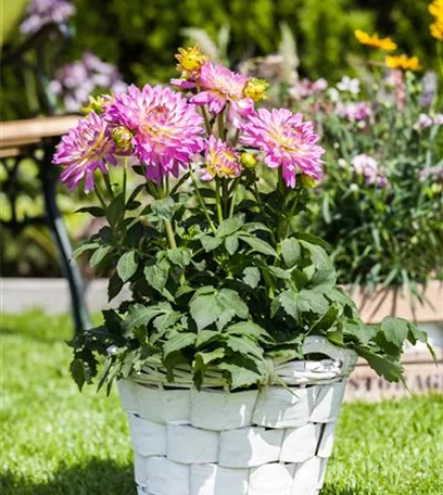 Ab in den Garten – Blumenzwiebeln im Frühjahr einpflanzen