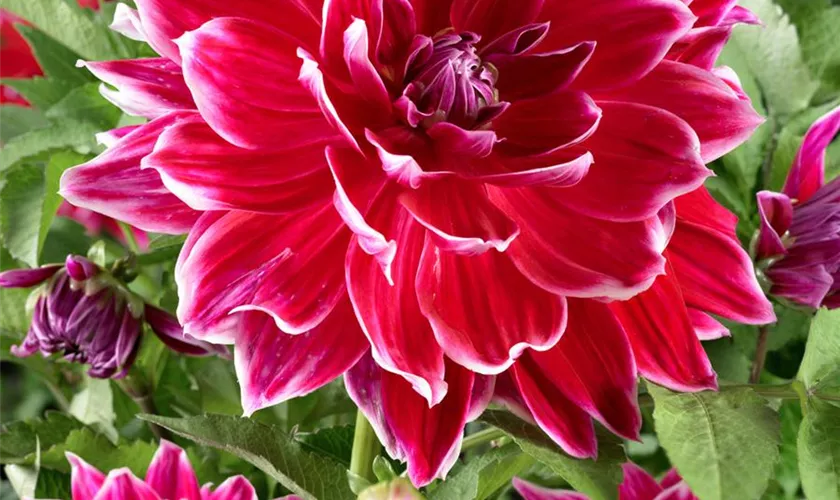 Dahlia 'Dinner Plate Mero Star'