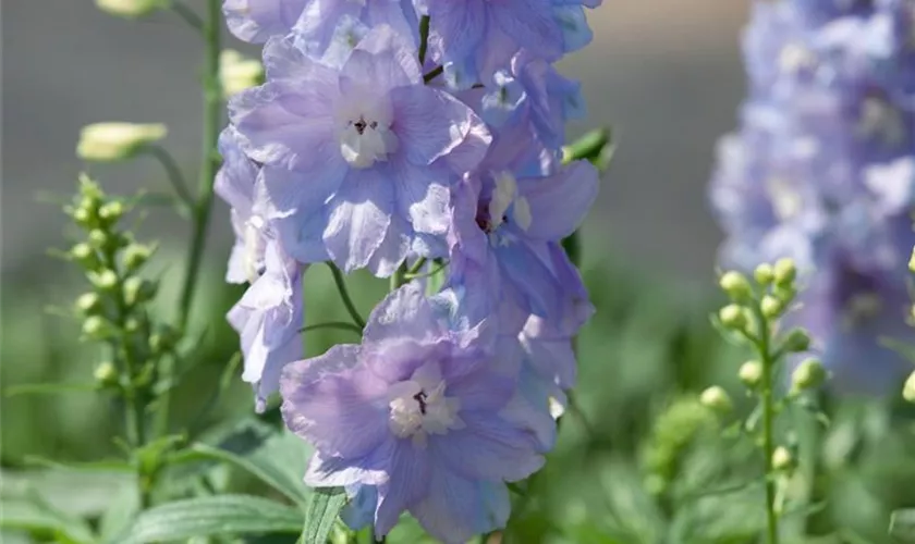 Delphinium x elatum 'Perlmutterbaum'