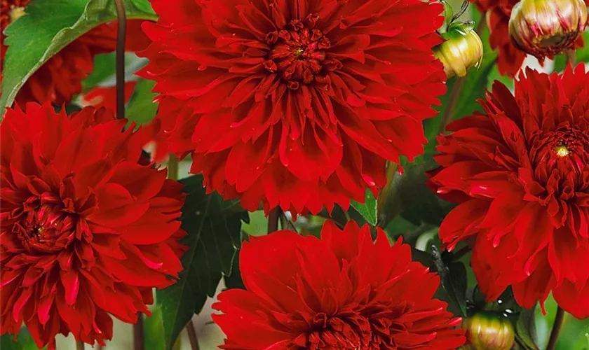 Gefranste Dahlie 'Red Fubuki'