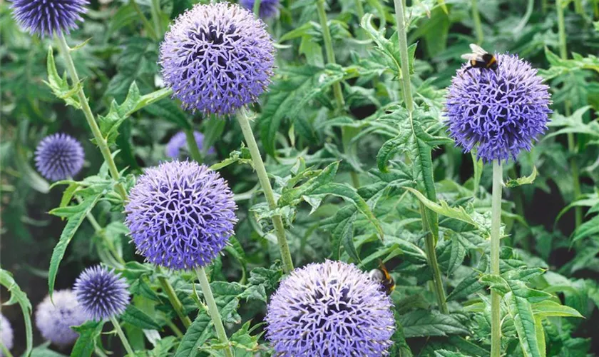 Echinops bannaticus 'Taplow Blue'