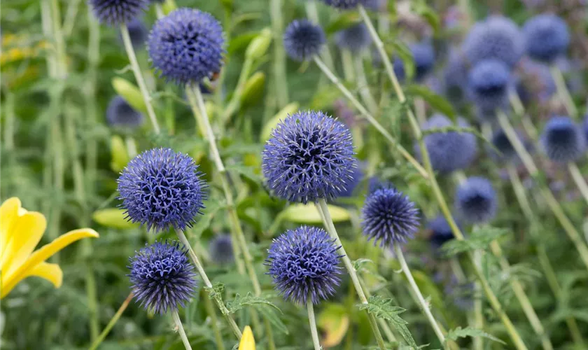 Garten-Kugeldistel 'Blue Globe'