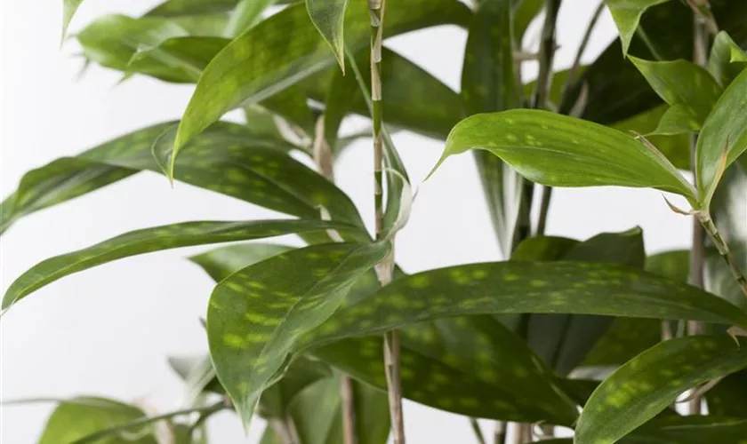 Dracaena surculosa 'Florida Beauty'