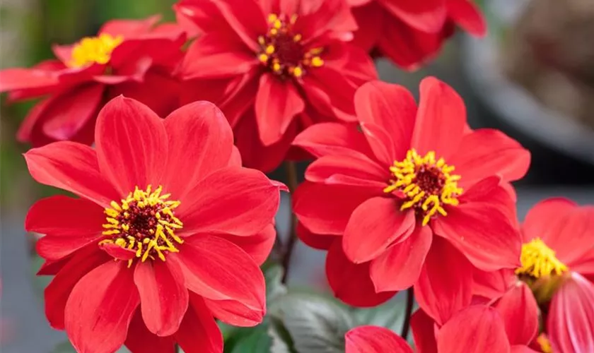 Dahlia 'Dreamy Passion'