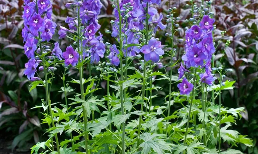 Delphinium x elatum 'Schildknappe'