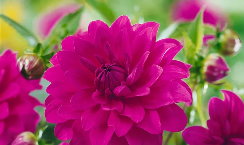 Dahlia 'Requiem'