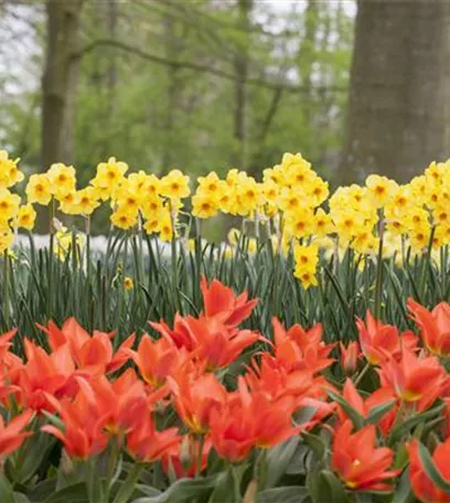 Blumenzwiebeln pflanzen im Garten