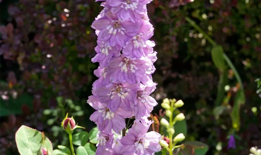 Delphinium x elatum 'Sky Sensation'