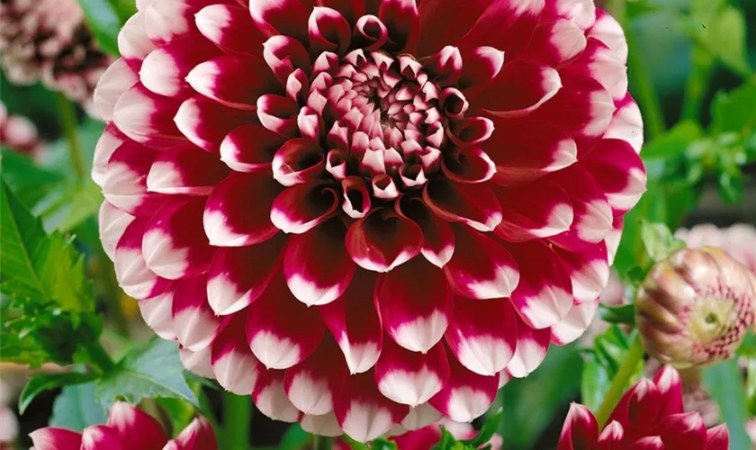 Dahlia 'Edinburgh'