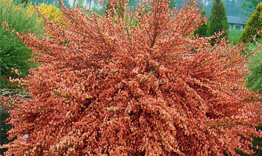 Cytisus x praecox 'Apricot Gem'