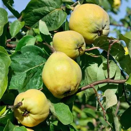 Cydonia oblonga 'Portugal'