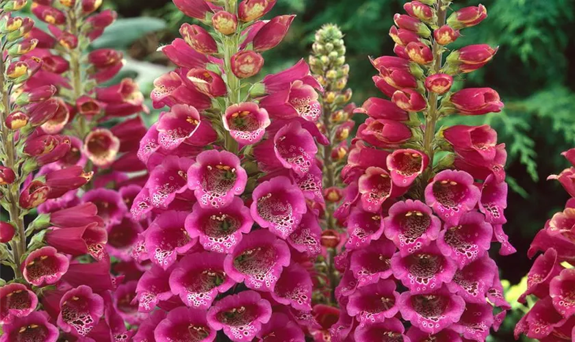 Digitalis purpurea 'Sweet Dreams'