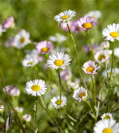 Die heilende Wirkung von Gänseblümchen