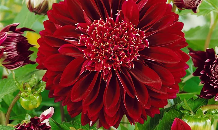 Dahlia 'El Nino'