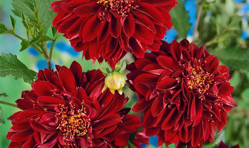 Dahlia 'Spartacus'