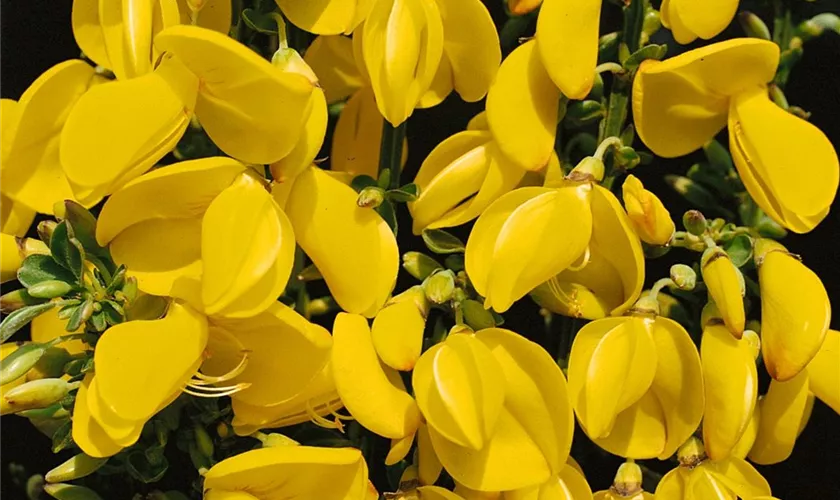 Cytisus scoparius 'Golden Sunlight'