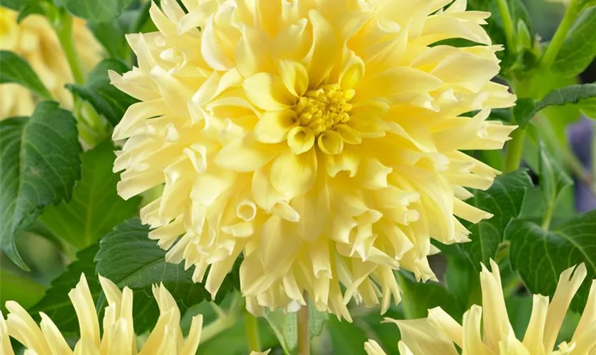 Dahlia 'Ruffle Yellow'