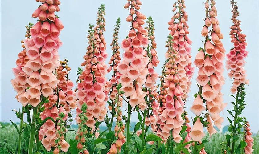 Digitalis purpurea 'Apricot'