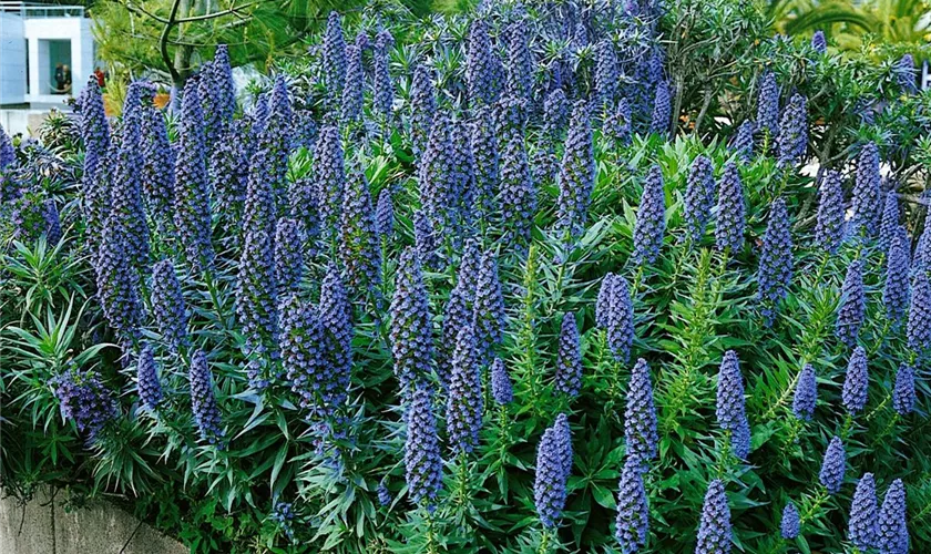 Echium fastuosum