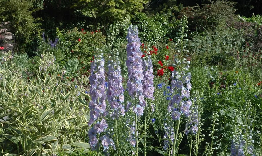 Delphinium x elatum 'Werratal'