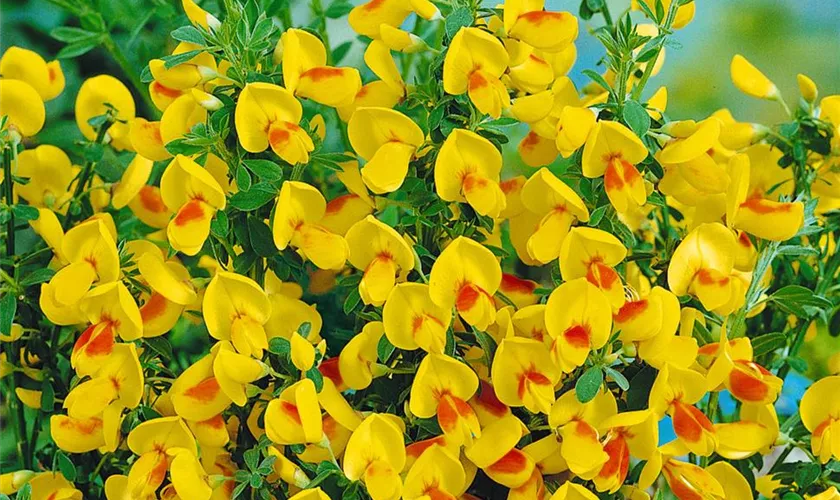 Cytisus scoparius 'Jessica'