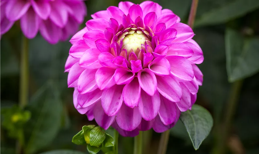 Dahlia 'Salvation'