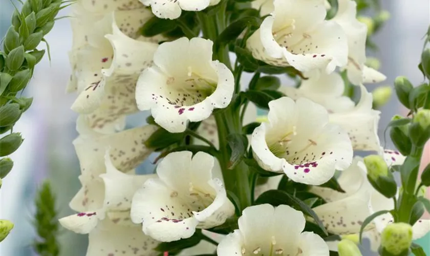 Digitalis purpurea 'Camelot Cream'