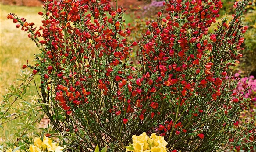 Cytisus scoparius 'Killiney Red'