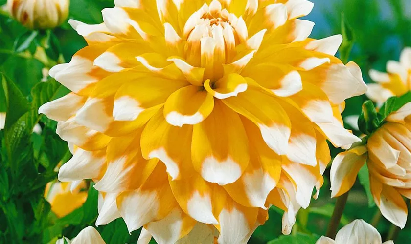 Dahlia 'Seattle'