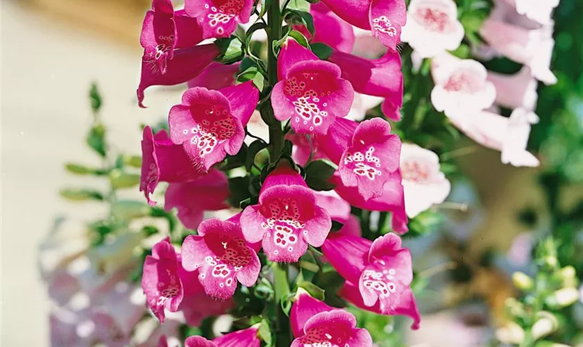 Digitalis purpurea 'Camelot Rose'