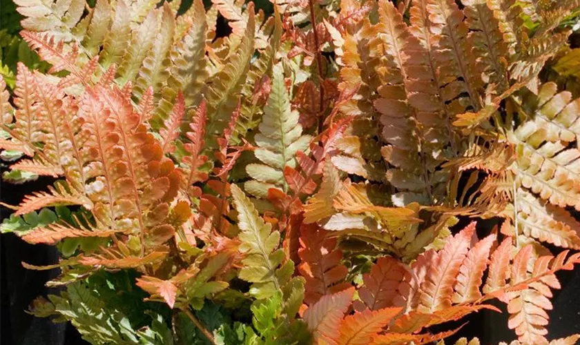 Dryopteris adiantiformis