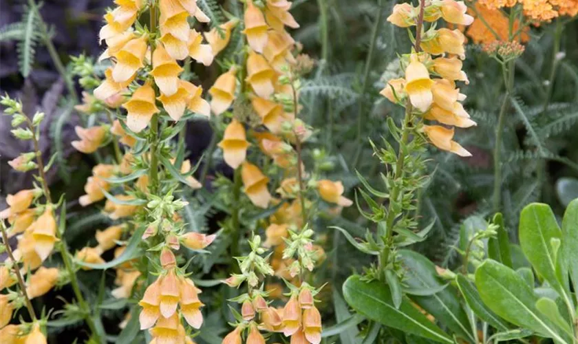 Digitalis purpurea 'Dalmatian Peach'