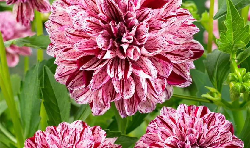 Dahlia 'Final Star'