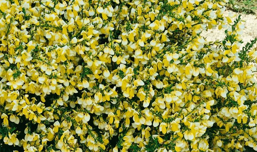 Cytisus scoparius 'Moonlight'