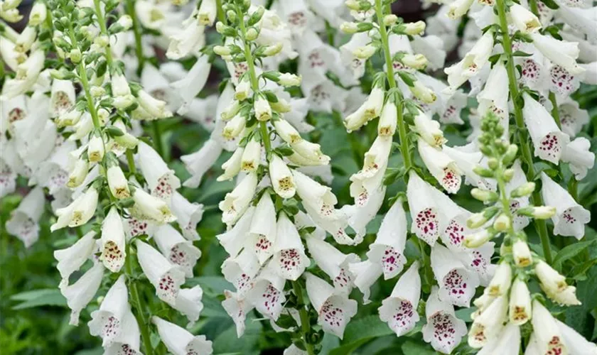 Digitalis purpurea 'Dalmatian White'